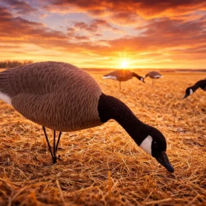 12 Full Body Field and Feather Canada Goose Decoys