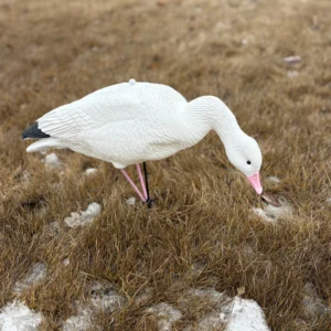 Full Body Snow Goose