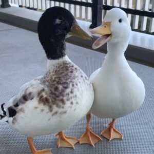 Ducks